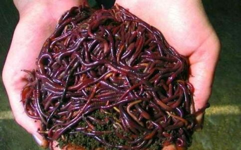 lombrichi e il loro utilizzo per l'ingrandimento del pene